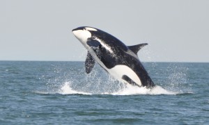 Jumping Killer Whale